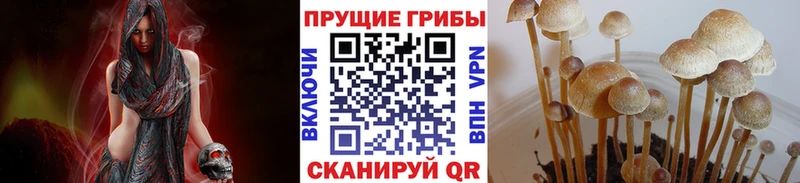 купить наркотики цена  Полысаево  Псилоцибиновые грибы GOLDEN TEACHER 